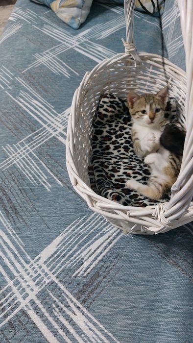 Отдам в добрые руки двух котят.