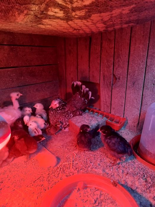 Cloaca pitica cu pui și pui din matca și zburatori