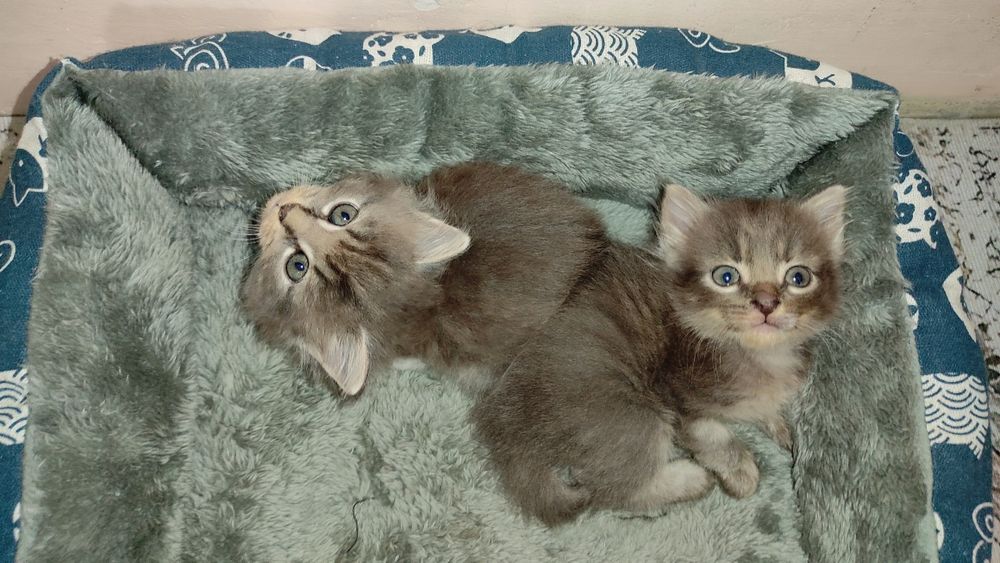 Отдам котят в добрые руки