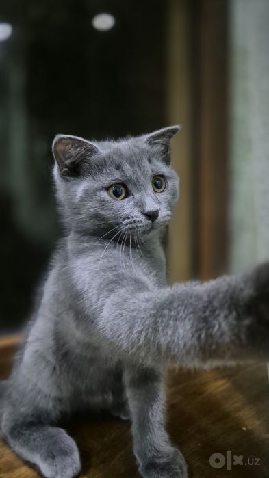 Продаётся милый котёнок!