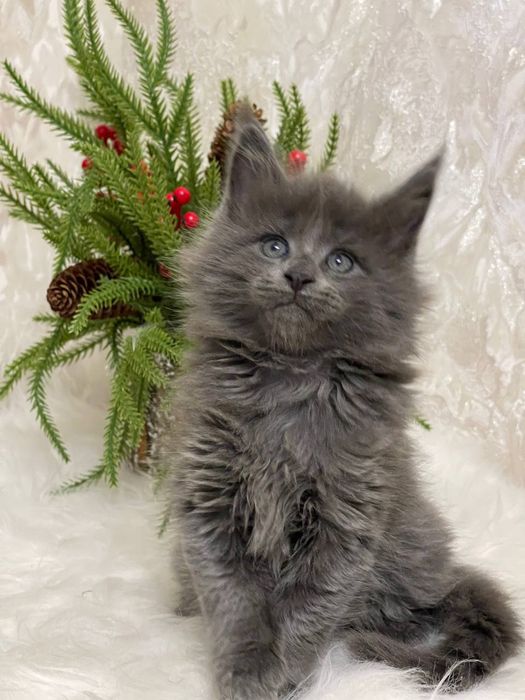 Шикарный мальчик мейнкун