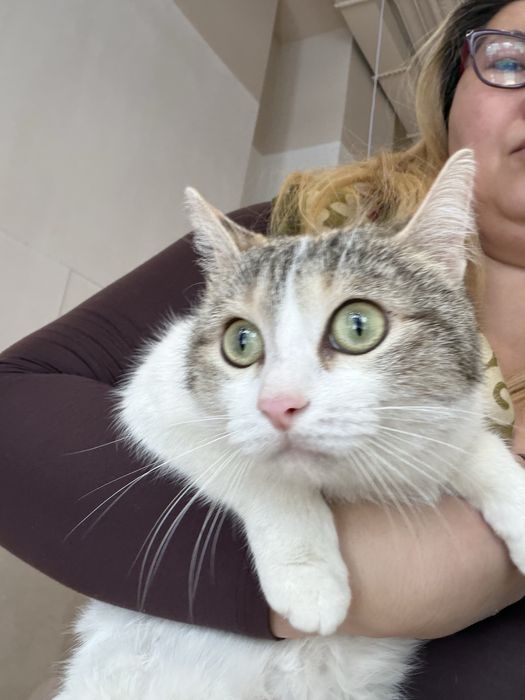 Кошка ТАСЯ ищет семью. Стерилизованв