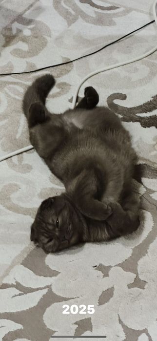 Шотландская  кошечка ищет новый дом