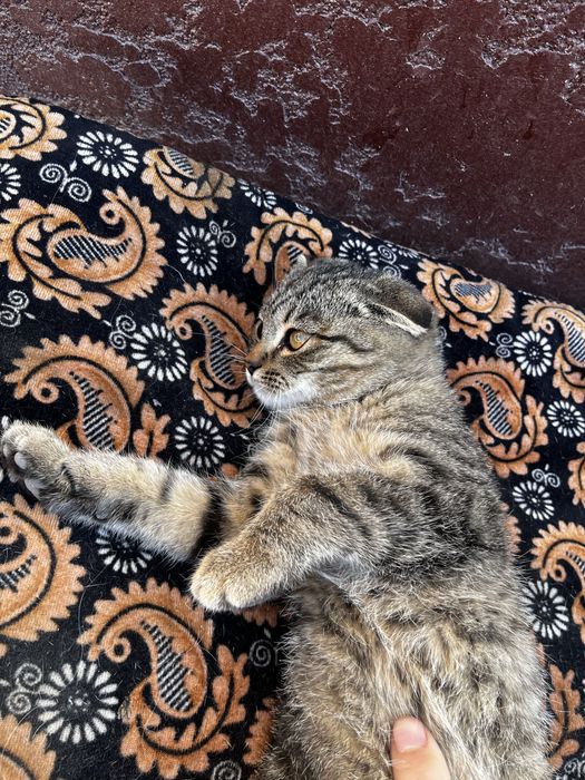 Котенок вислоухие