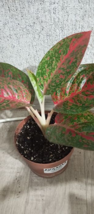 Распродажа сортовых аглоанем