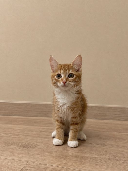Котята мальчик и девочка