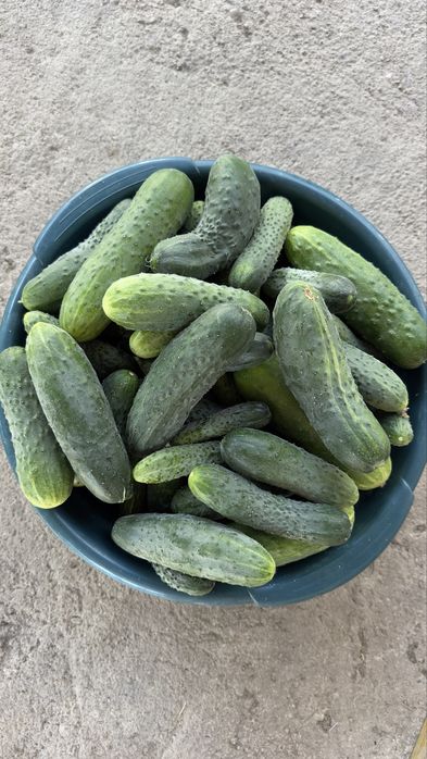 Vand Castraveti Cornichon