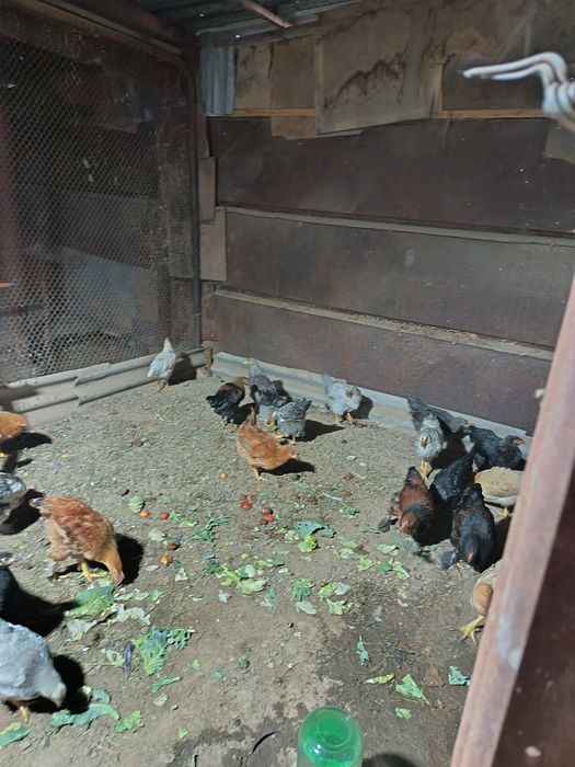 Продам курачек брамы и несушки