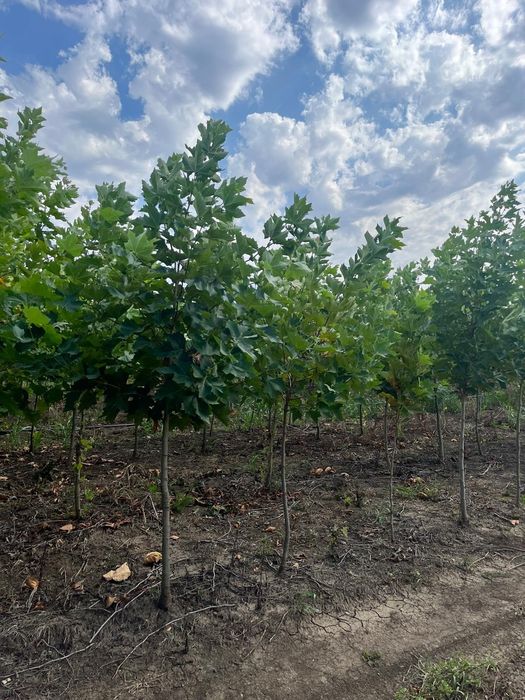 Copaci foiose plante ornamentale