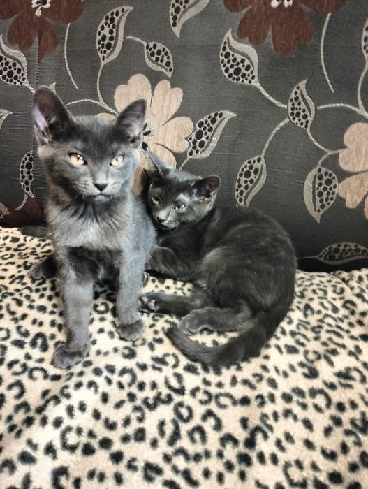 Отдам котят 2 месяца