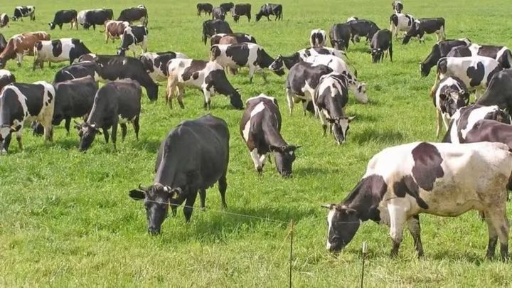 Сифатли мол ва қўй гўшти маҳсулотлари Ҳалол