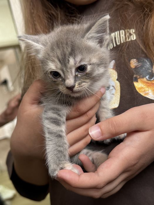 Отдам котят в добрые руки