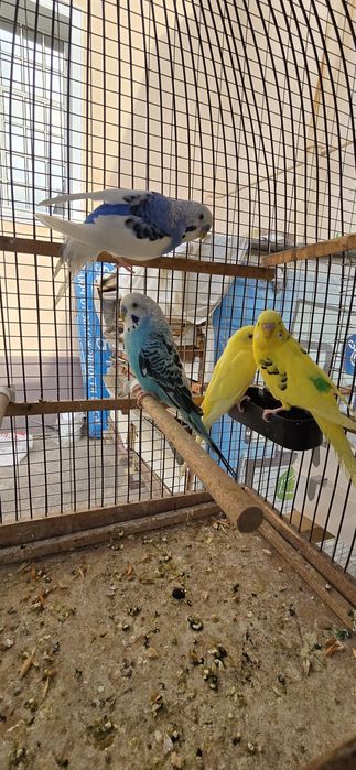 Волнистый попугайлар Valnisti Narlar