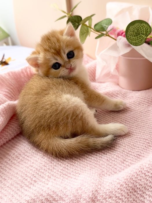 Британские котята