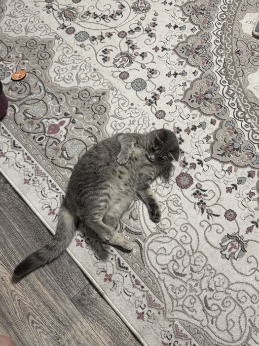 Кошка, наполовину шотланка