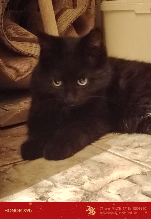 Чёрная кошечка ищет дом