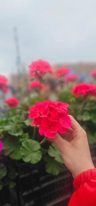 В продаже  герани