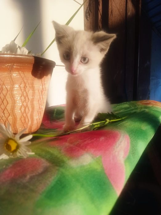 Котята в хорошие руки