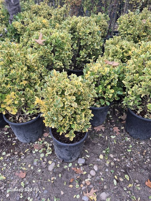 Plante ornamentale tuia