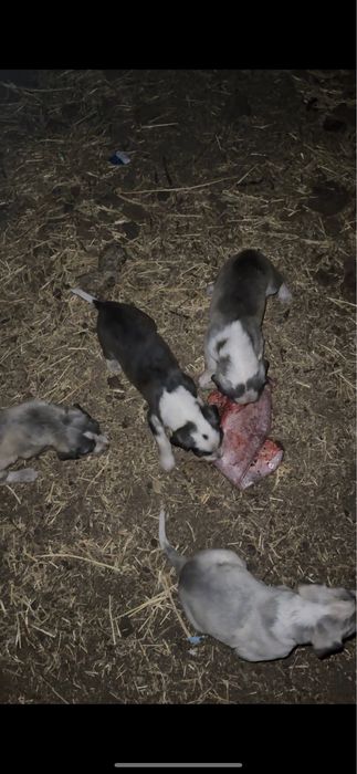 Күшіктер сатылады