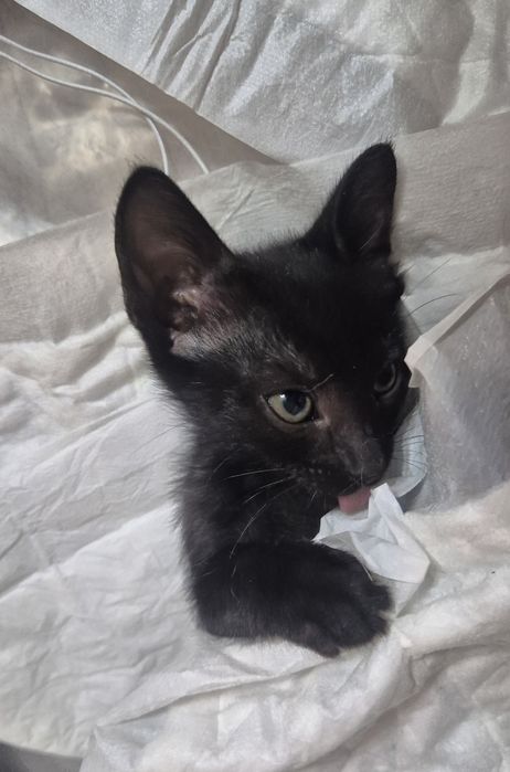 Котята мальчик и девочка