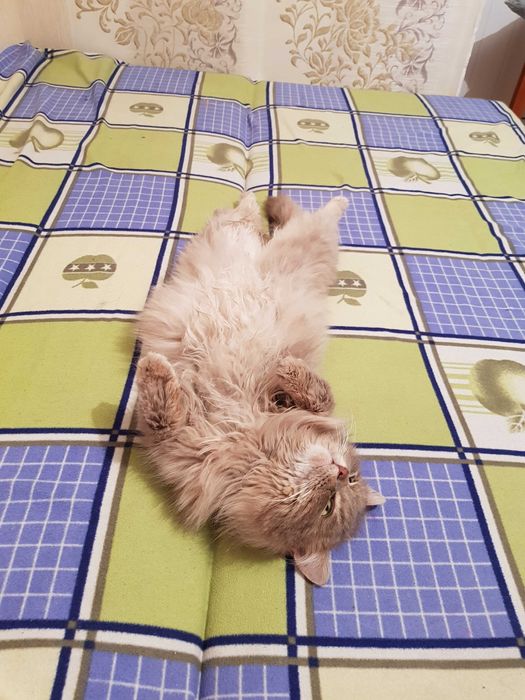 Отдам кота в добрые руки!