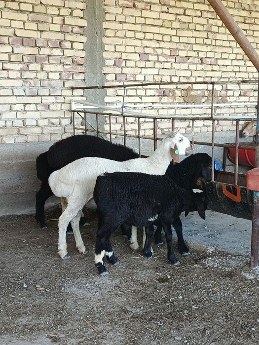Кузи кучкорчалар сотилади