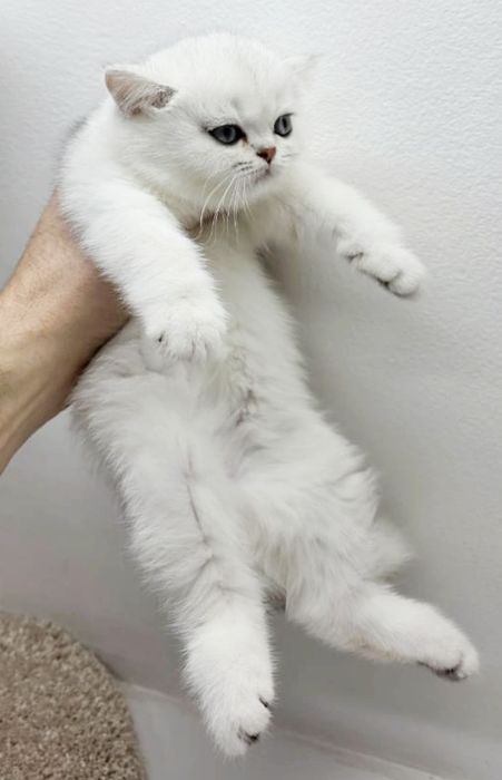 Котик БриТансКий сереБро шинШилла