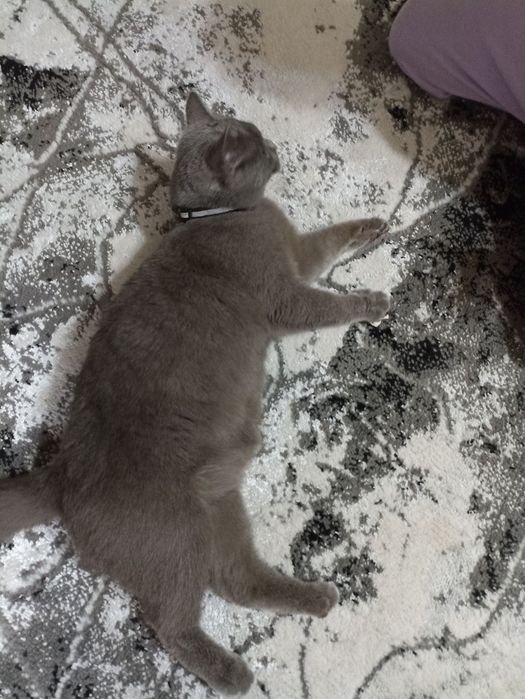 Mushuk qornida bolasi bor