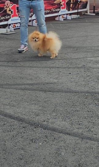 Pomeranian Mascul