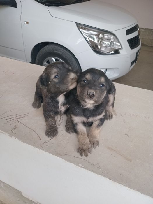 It bolalari sotiladi