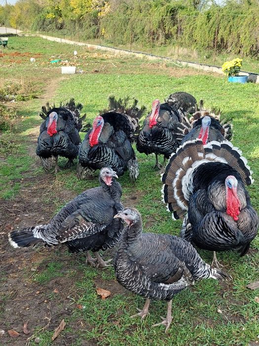 Curci și curcani de vânzare