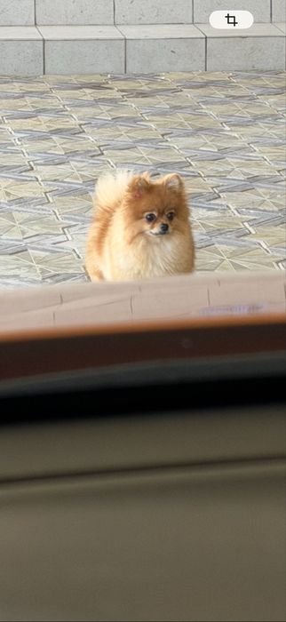 Шпиц девочка.