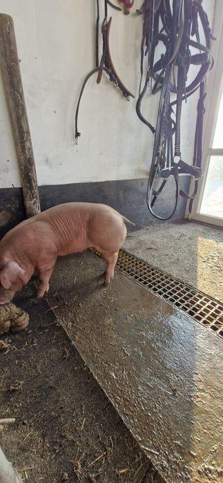 Vand iepuri de curte