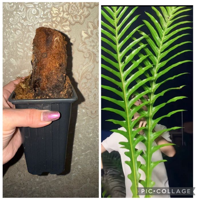 Папоротник Aglaomorpha coronans