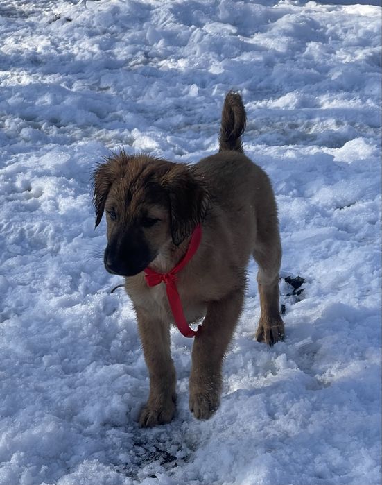 Продам тазы(девочка микс)