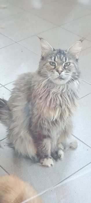 Кошка мейкун 1,5 года