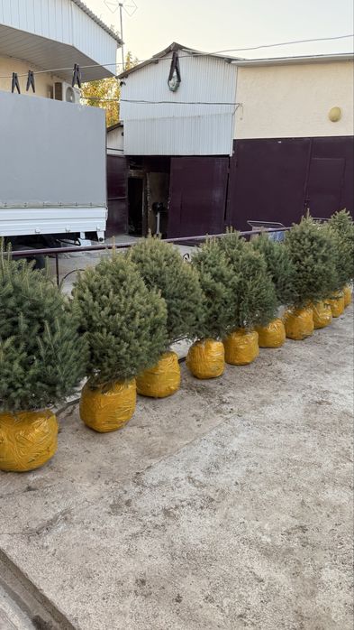 Ель Тань шанская