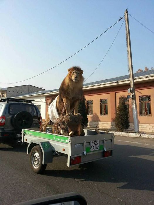 Prisep, Tirkama, Treiler,Прицепы «EXPEDISIYA» engil avto uchun.