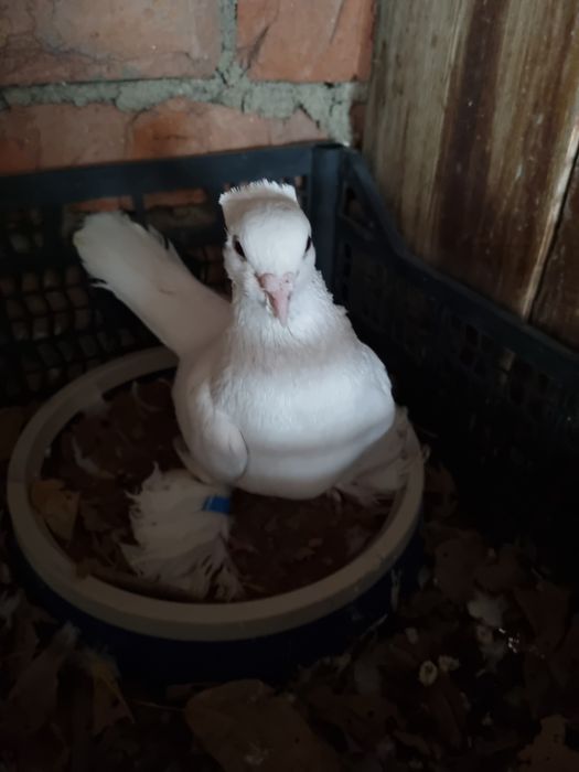 Кольца для голубей.