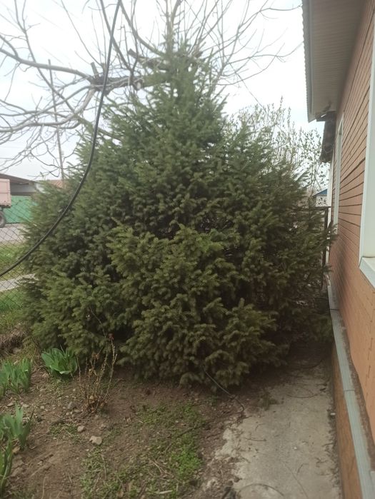 Продам Тянь-Шаньскую ель