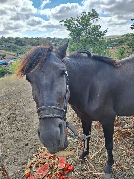Vand iapa cu varsta de 3 ani cu manz
