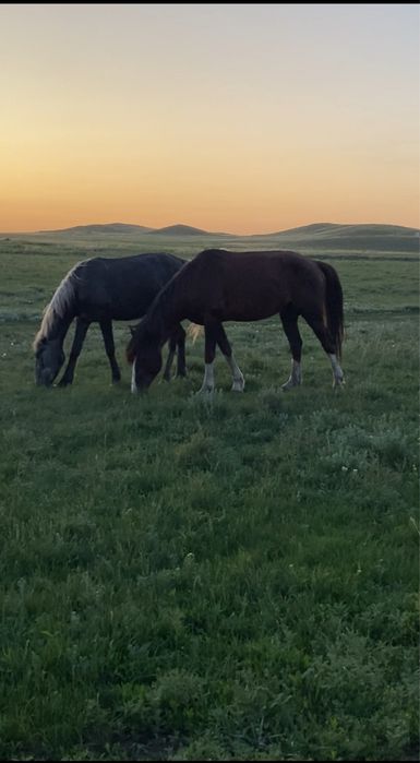 Айгыр саттыладдд