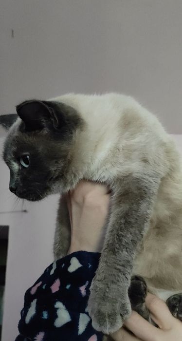 Домашняя красивая кошечка