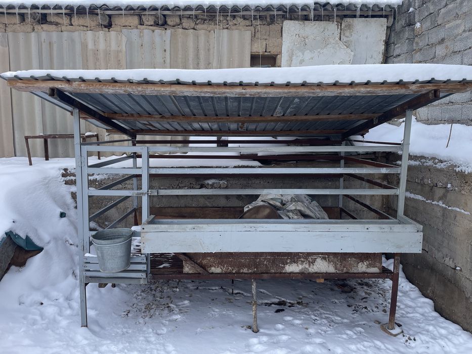 Кой кора Баран Кошкар