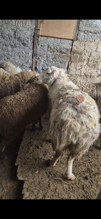 Семіз қой сатылады