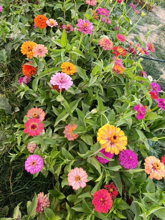 Уруғлар гул ва мачалка Семена Мачалки и цветов