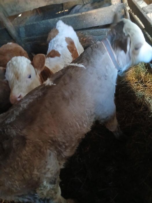 Vând 3 taurasi baltați