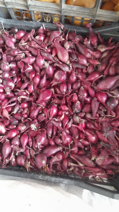 Usturoi românesc de Copalau soiuri de toamna și primăvară