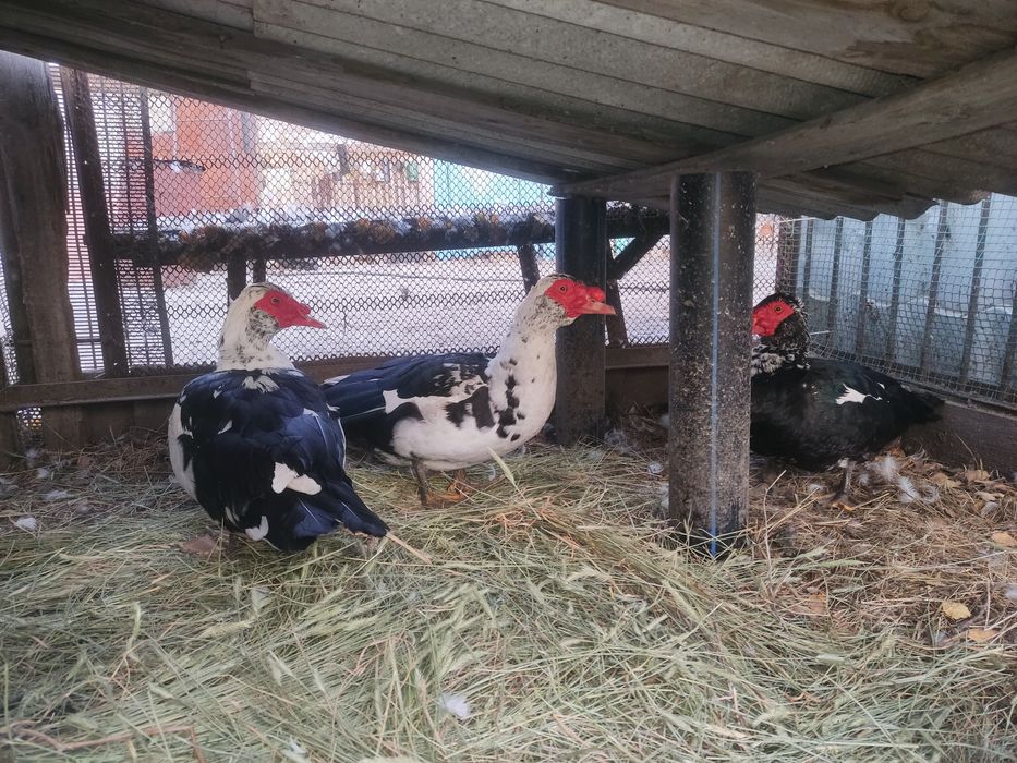 Селезень индоутки